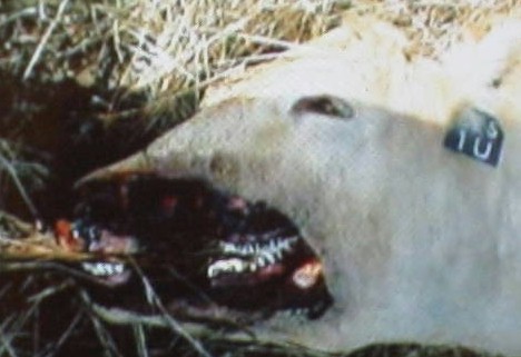 alien mutilations