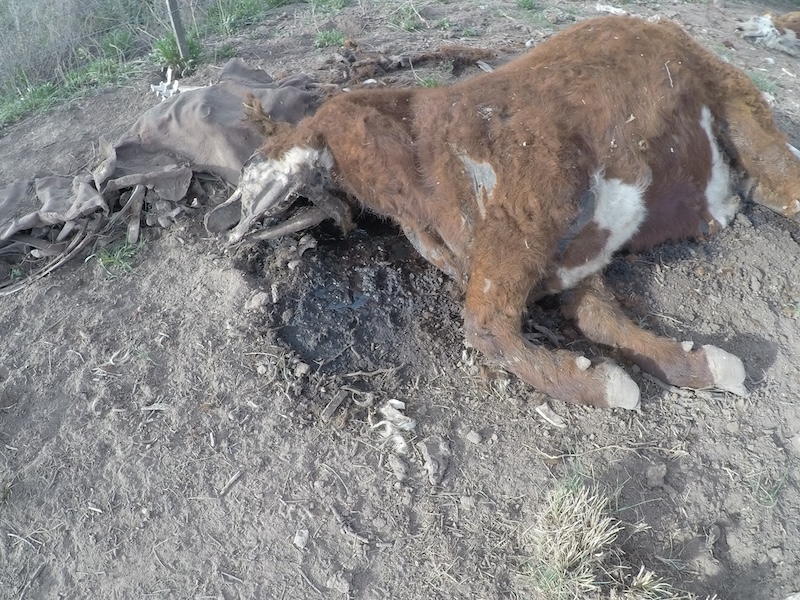 COWS MUTILATED  time APART COWS MUTILATED  time APART