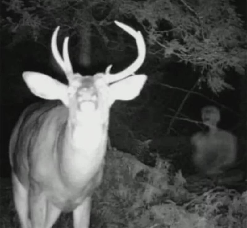 DEER FAKE GHOST