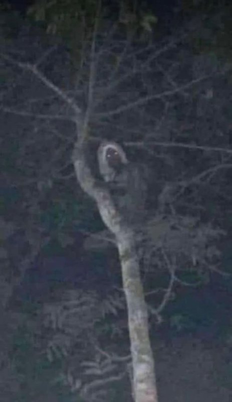 GHOST TREE ENERGY BEING