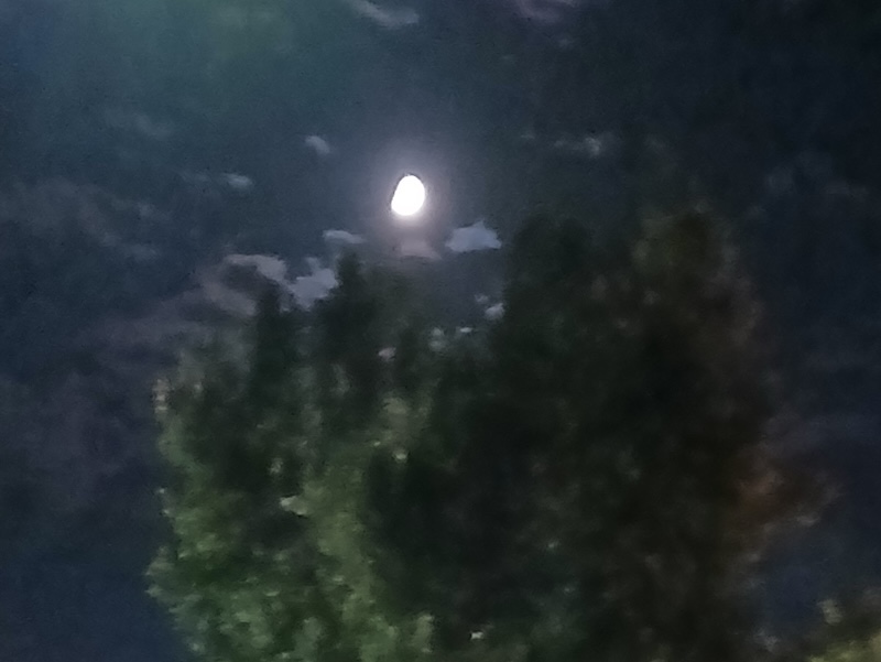 MOON TREE SLICED OFF2025