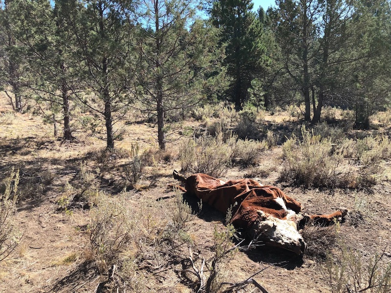 MUTIALION DEFLATED COW