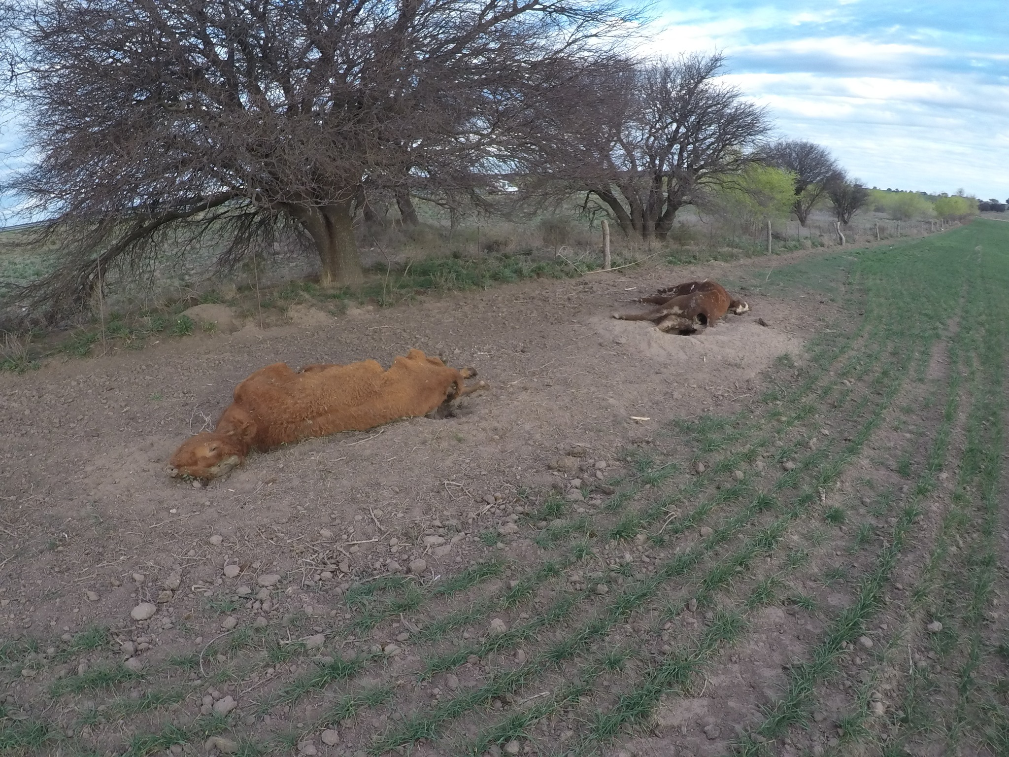 MUTILATED COWS ARGENTINA MUTILATED COWS ARGENTINA
