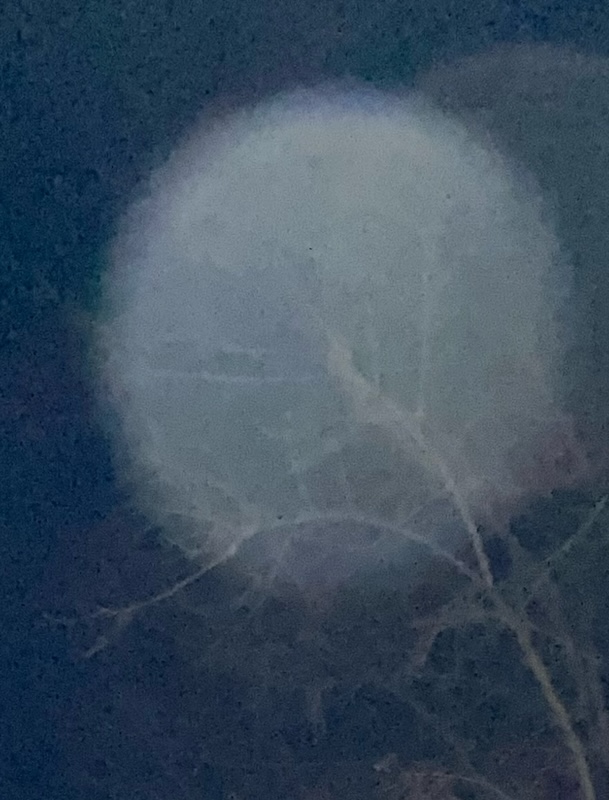SPOOKLANE EXIT TO BRIDGE ORB