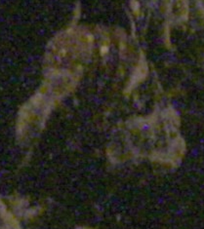 CARSKULL2