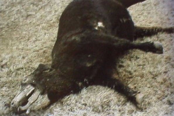 ufo cow mutilation