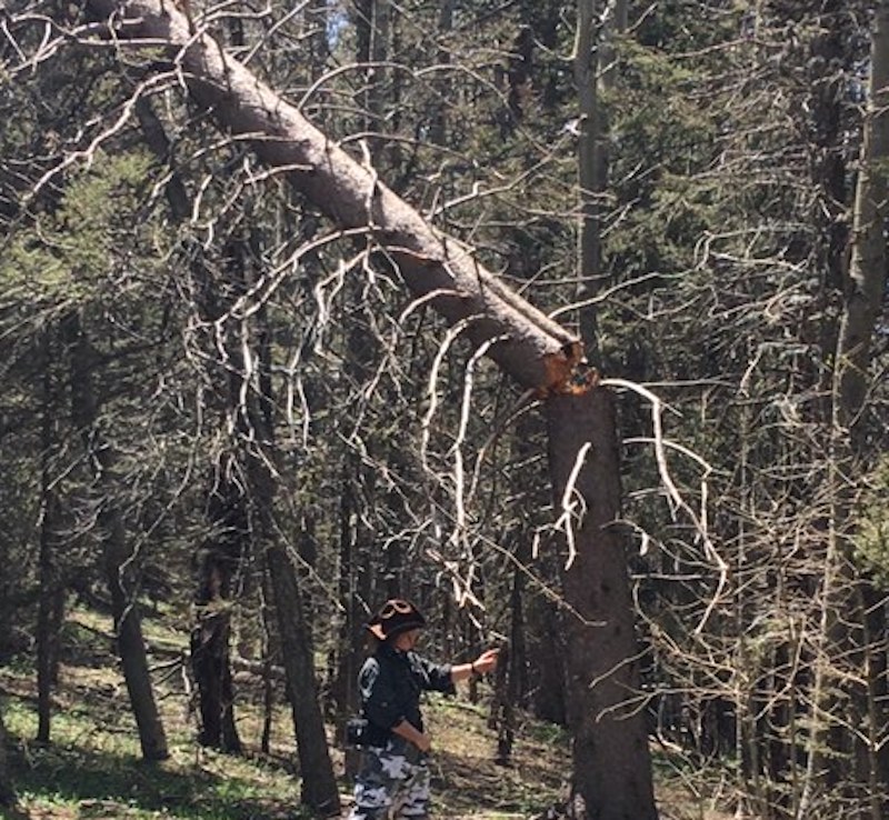 AL2021PECOS TIMBER SNAPED SNAP AL2021PECOS TIMBER SNAPED SNAP