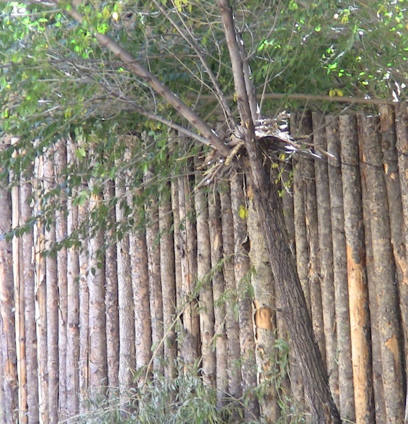 BLAIR WITH TREE SPOOK LANE BLAIR WITH TREE SPOOK LANE