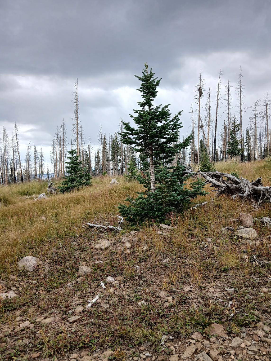PECOS2025 SEPT5 ROOM AND TREES