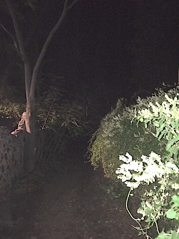 SCARY2021PATH SCARY2021PATH