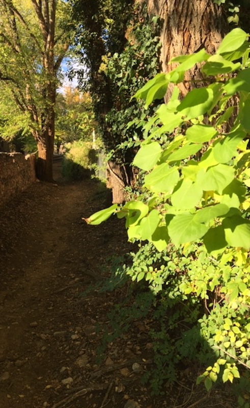 SPOOKLANE LUSH SPOOKLANE LUSH