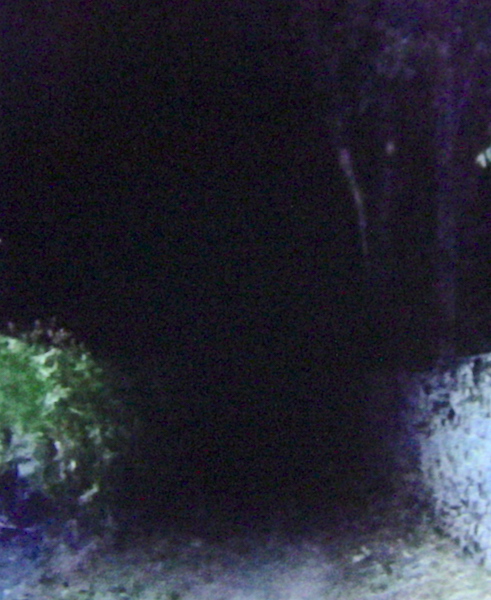 SPOOKLANE SPOOKS IN TREES SPOOKLANE SPOOKS IN TREES